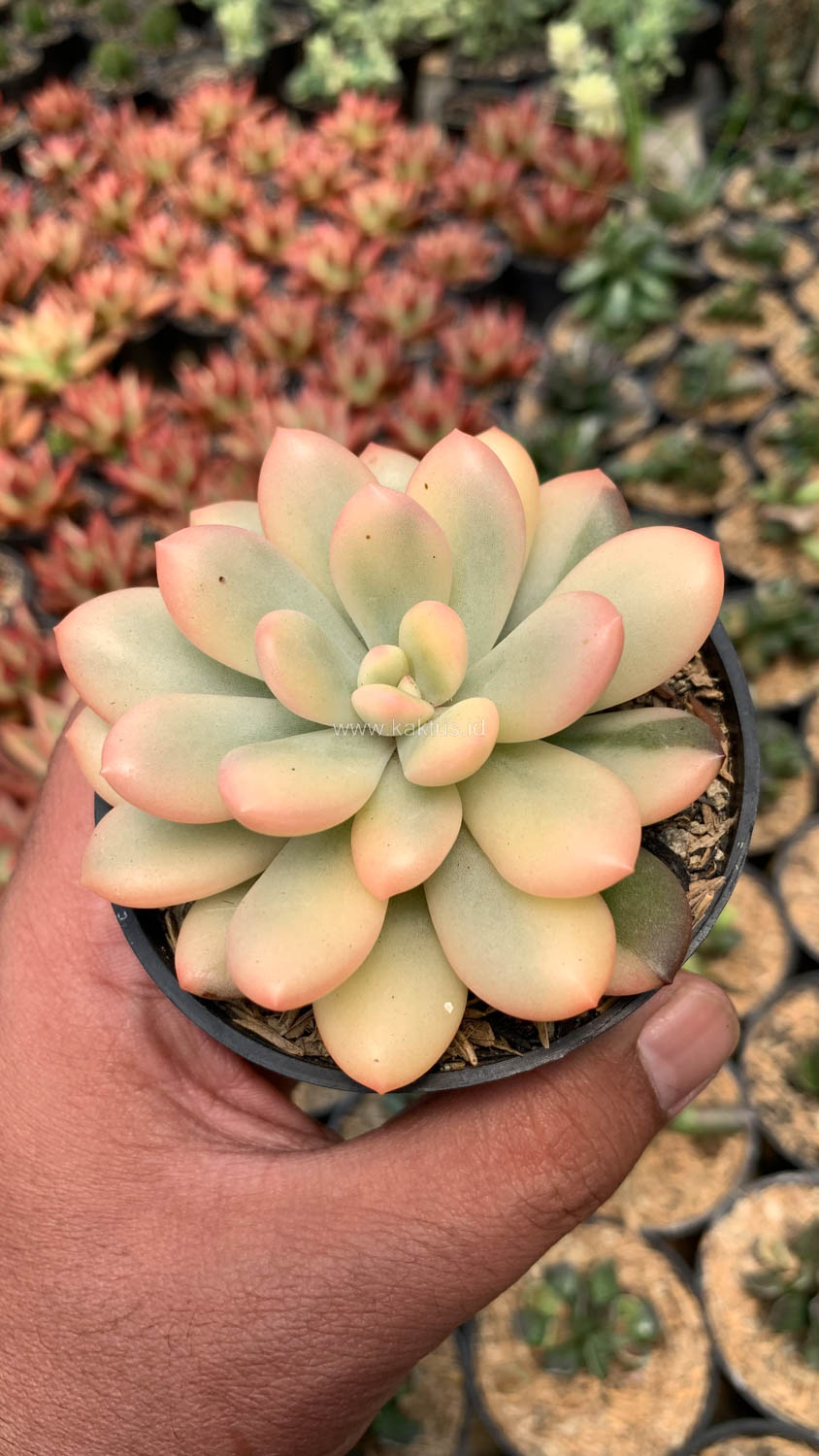 743. Echeveria Torres Aurea Variegated - Image 7