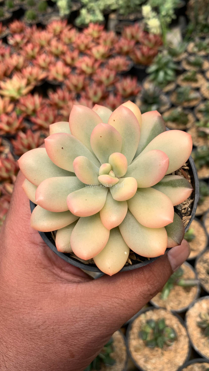 743. Echeveria Torres Aurea Variegated - Image 4