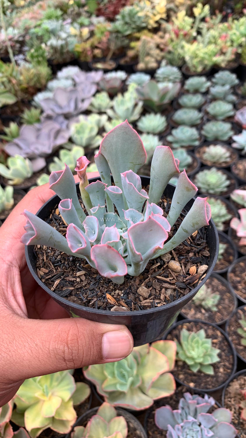 744. Echeveria Trumpet Pinky - Image 4