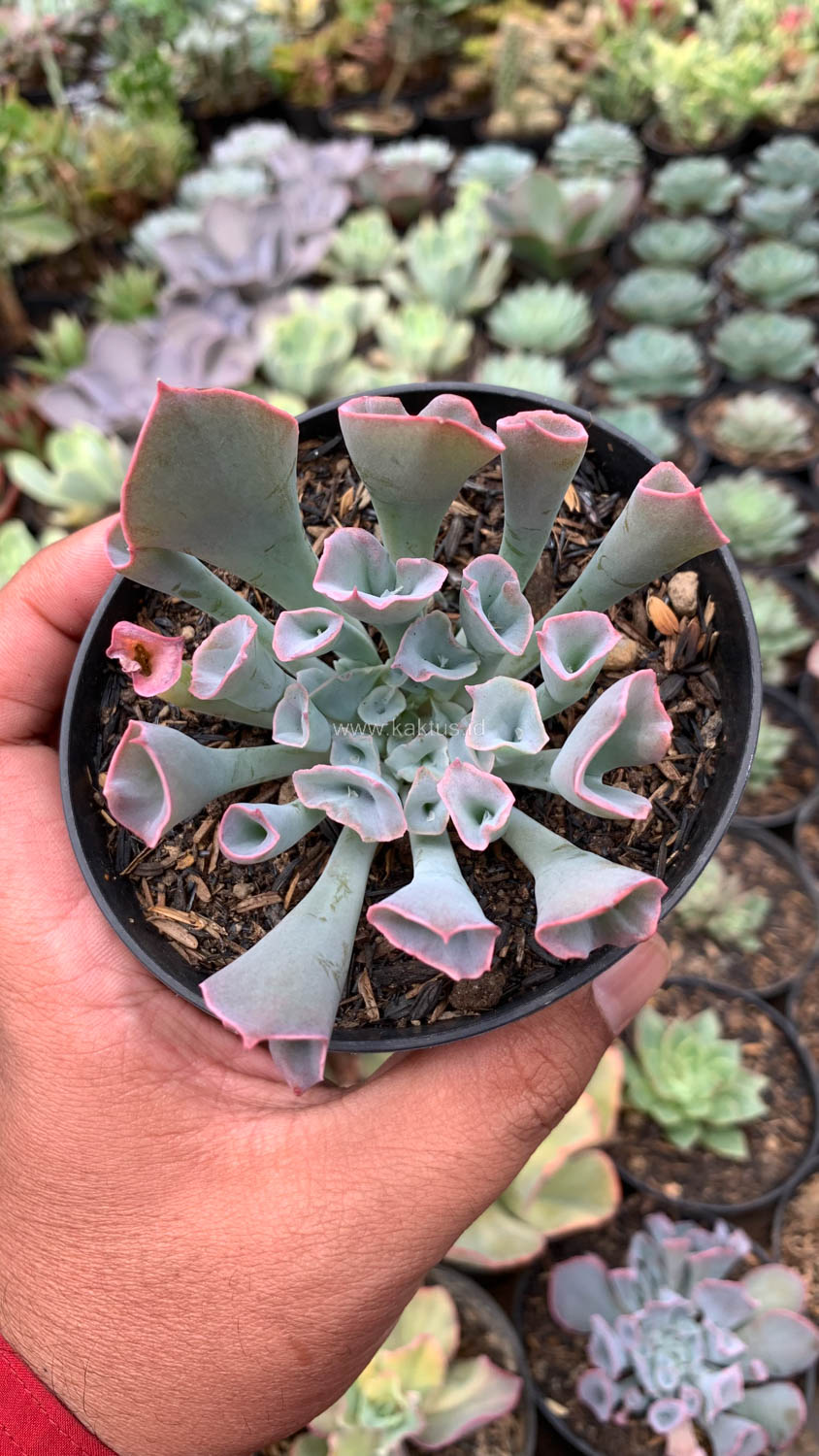 744. Echeveria Trumpet Pinky - Image 3