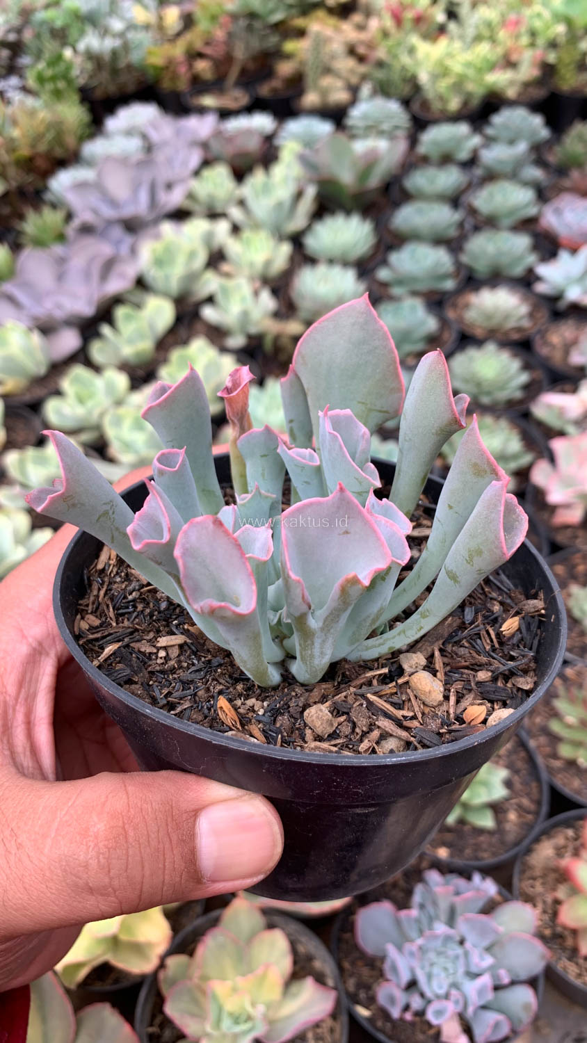 744. Echeveria Trumpet Pinky - Image 5