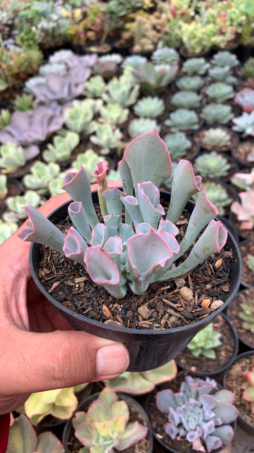 744. Echeveria Trumpet Pinky - Image 6