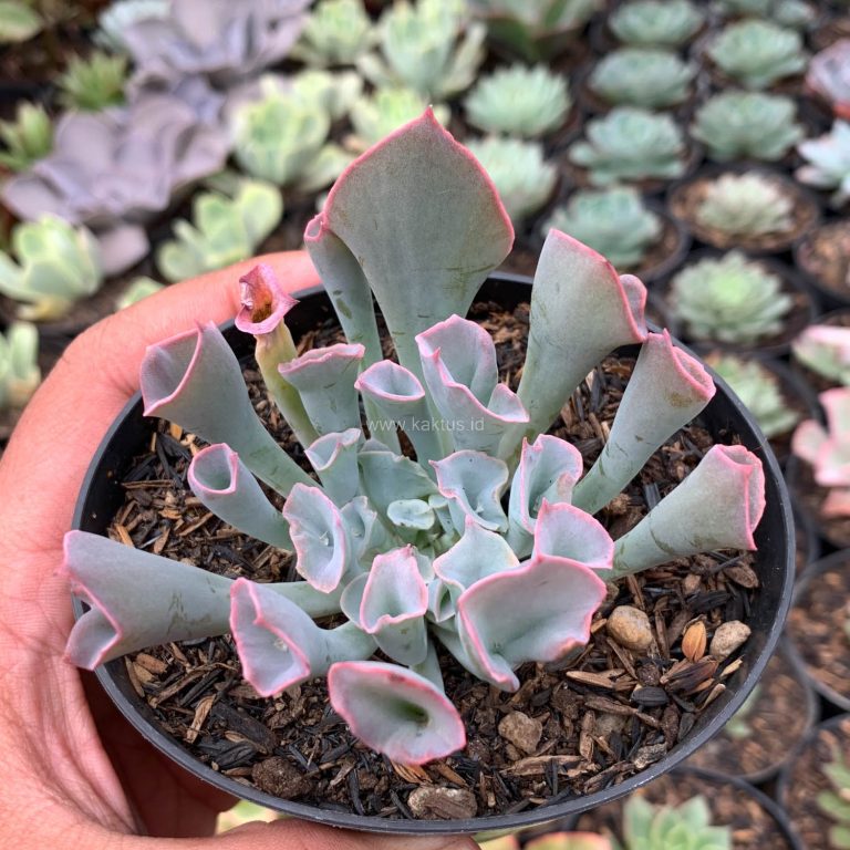 744. Echeveria Trumpet Pinky