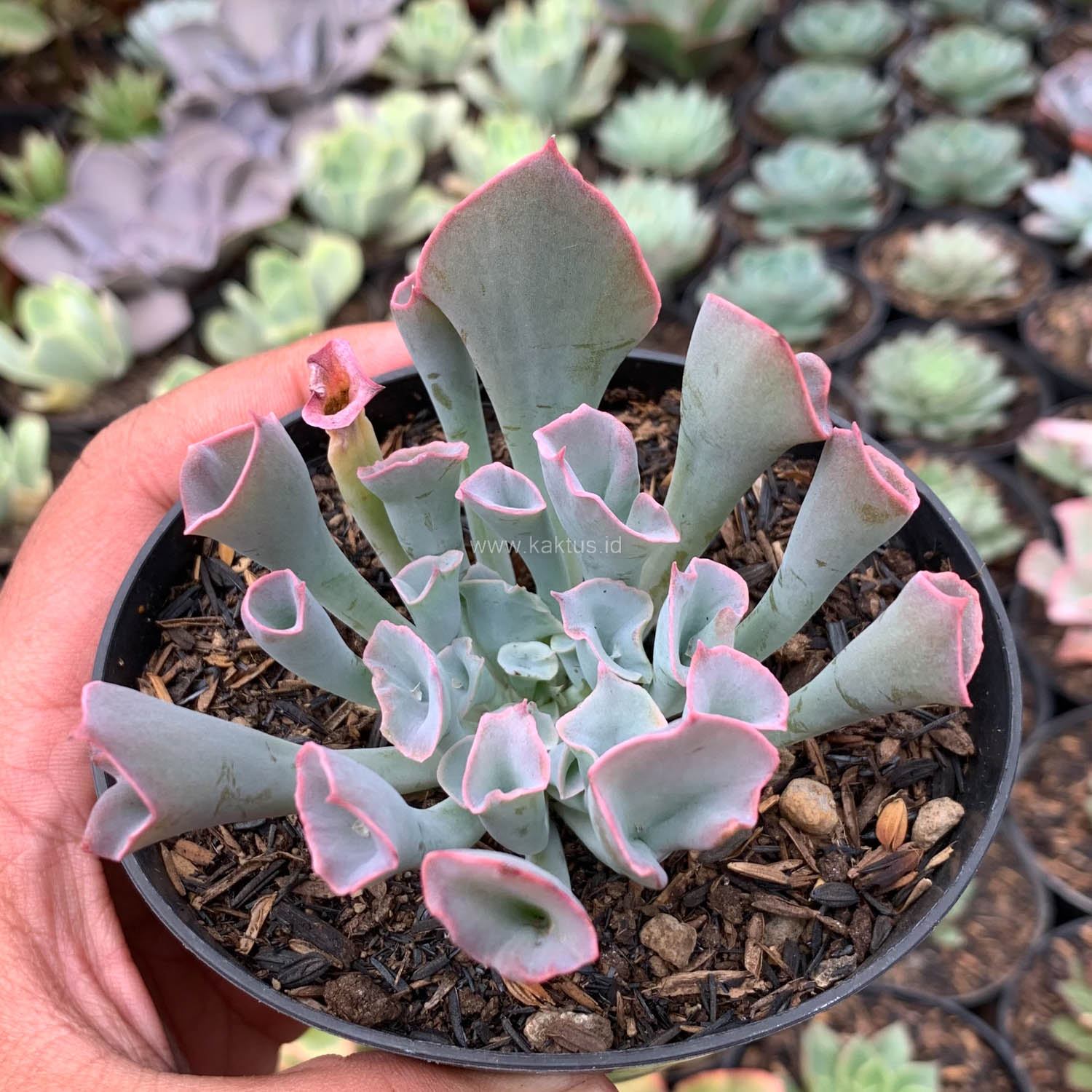 744. Echeveria Trumpet Pinky