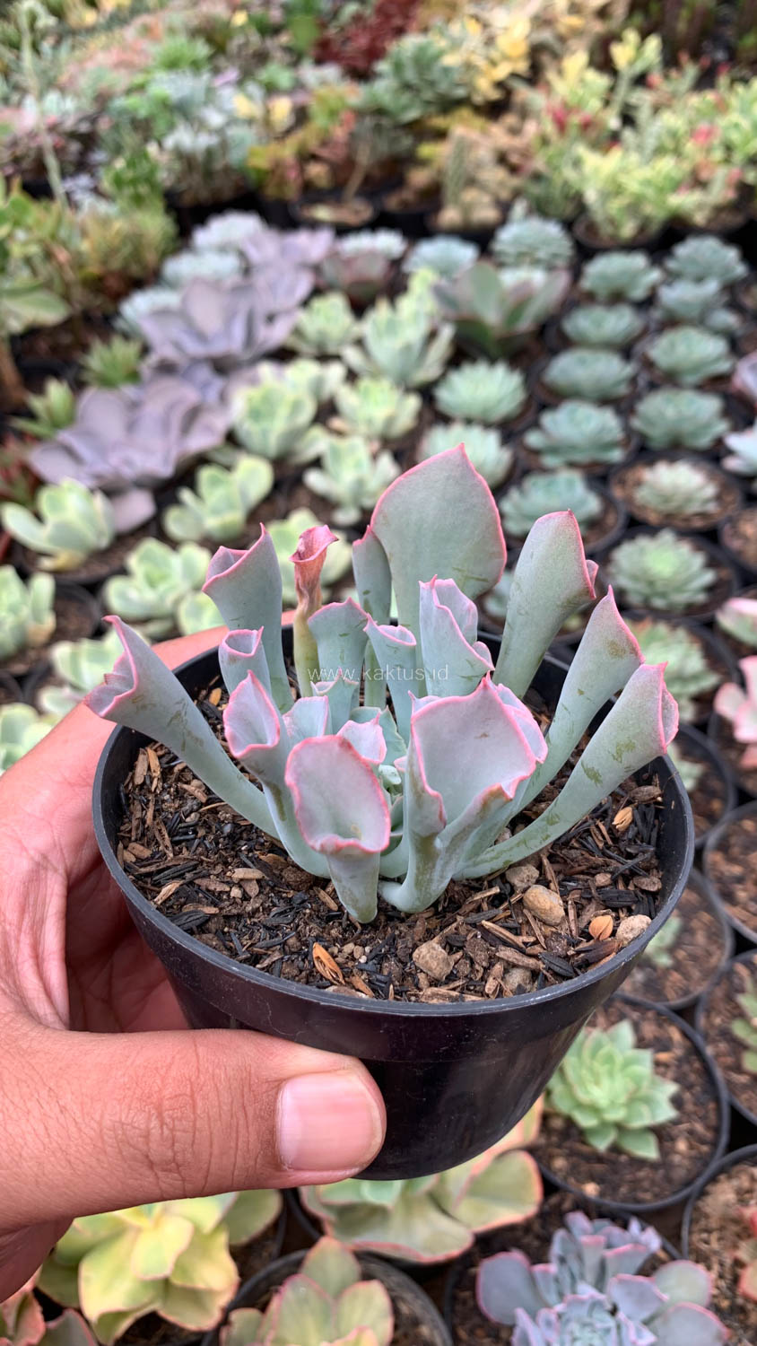744. Echeveria Trumpet Pinky - Image 2