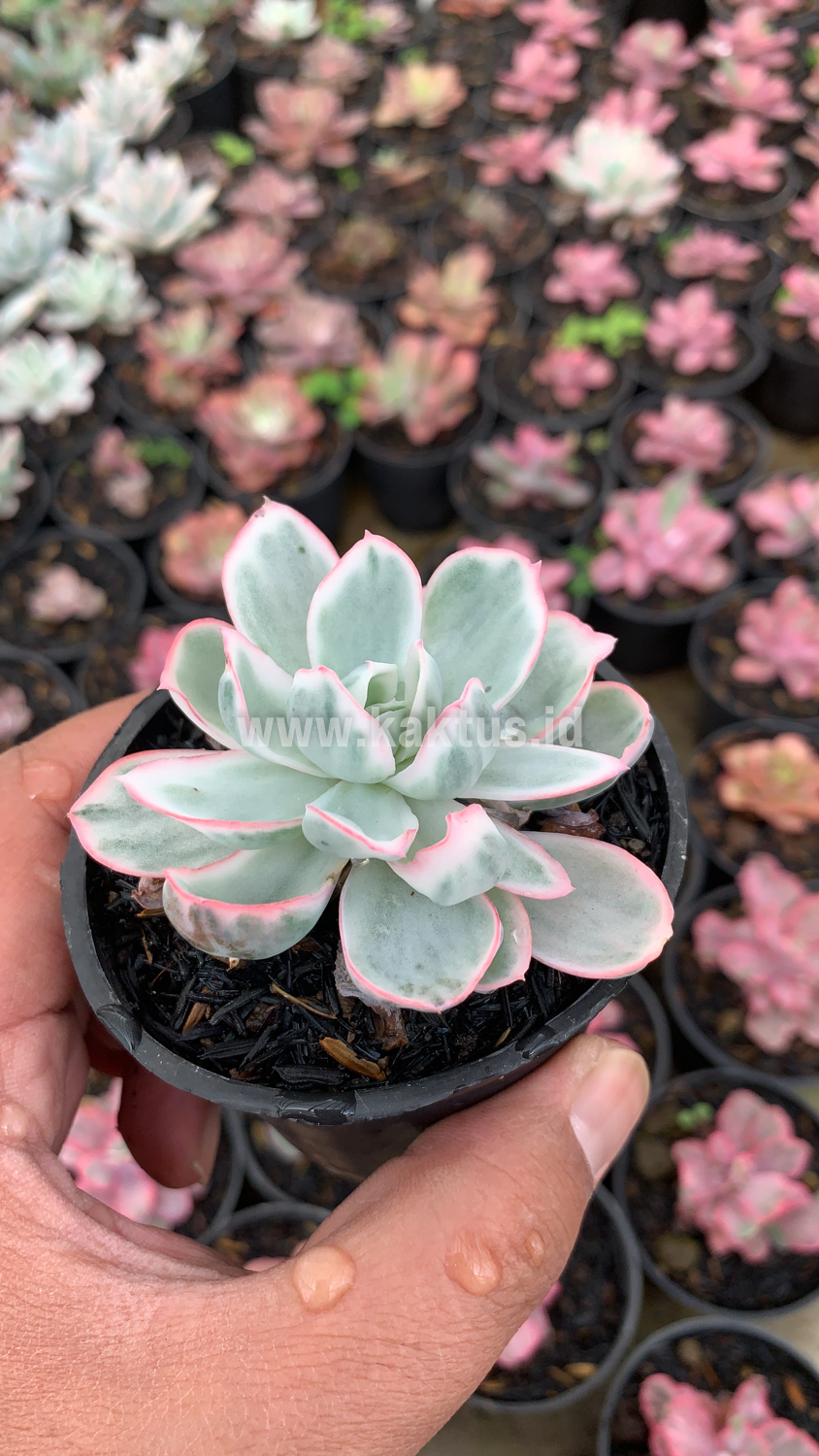 745. Echeveria Berkeley Light Variegated - Image 3