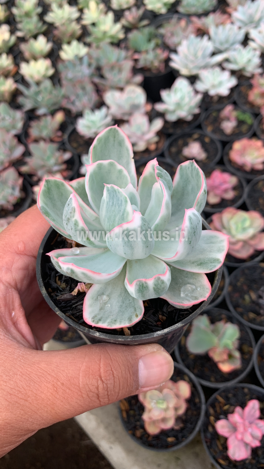 745. Echeveria Berkeley Light Variegated - Image 4
