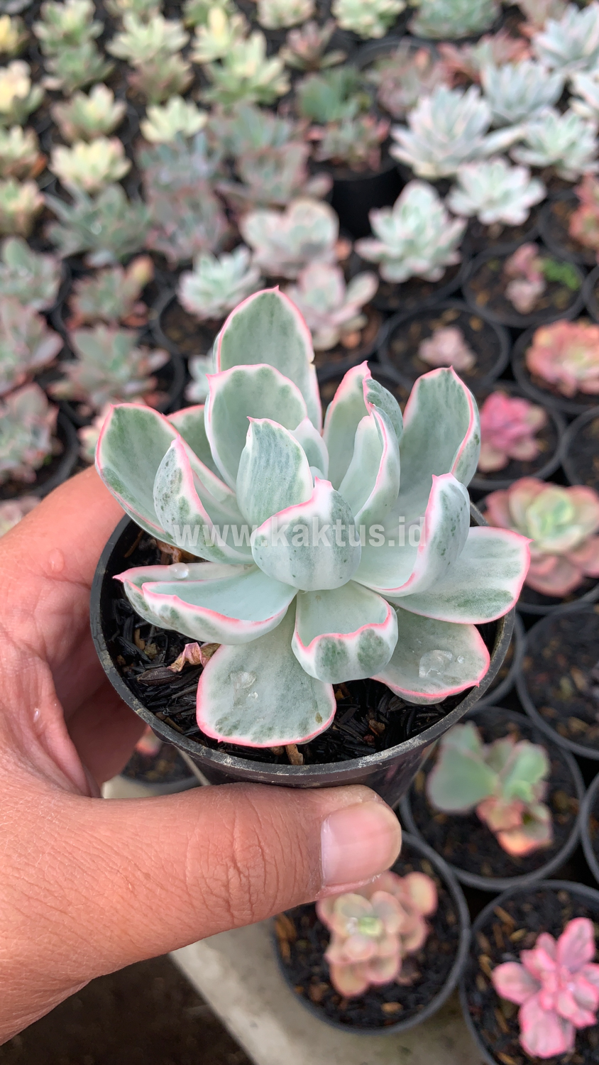 745. Echeveria Berkeley Light Variegated - Image 5