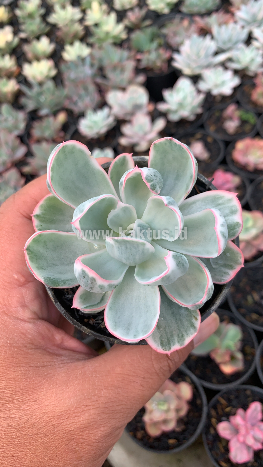 745. Echeveria Berkeley Light Variegated - Image 6