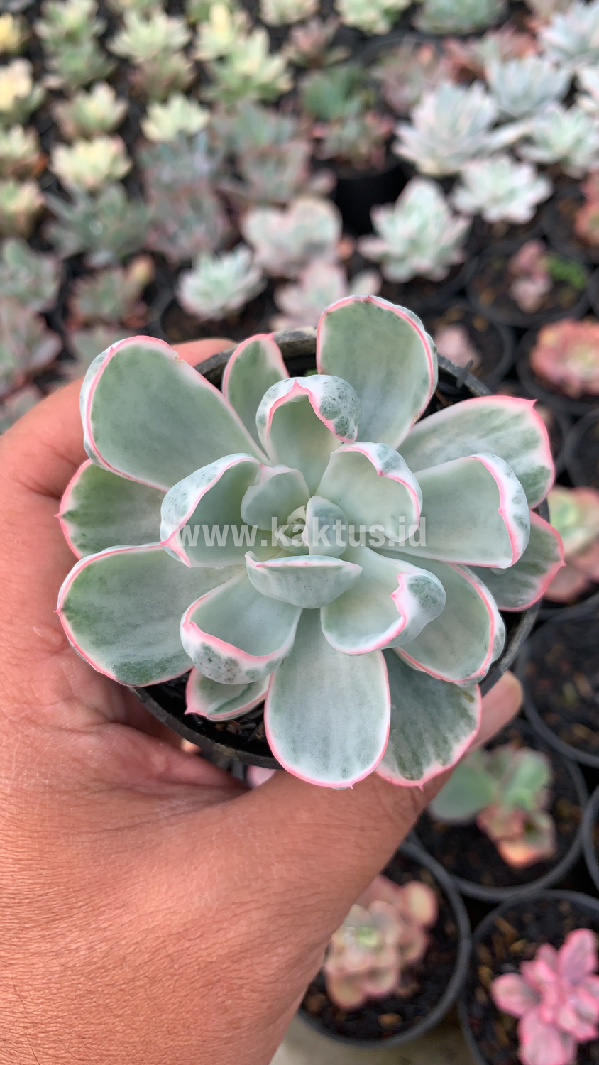 745. Echeveria Berkeley Light Variegated - Image 2