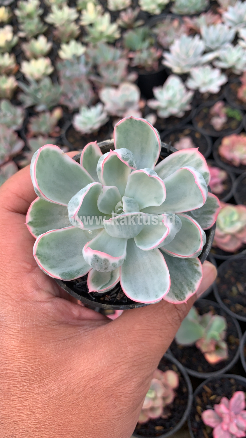 745. Echeveria Berkeley Light Variegated - Image 7
