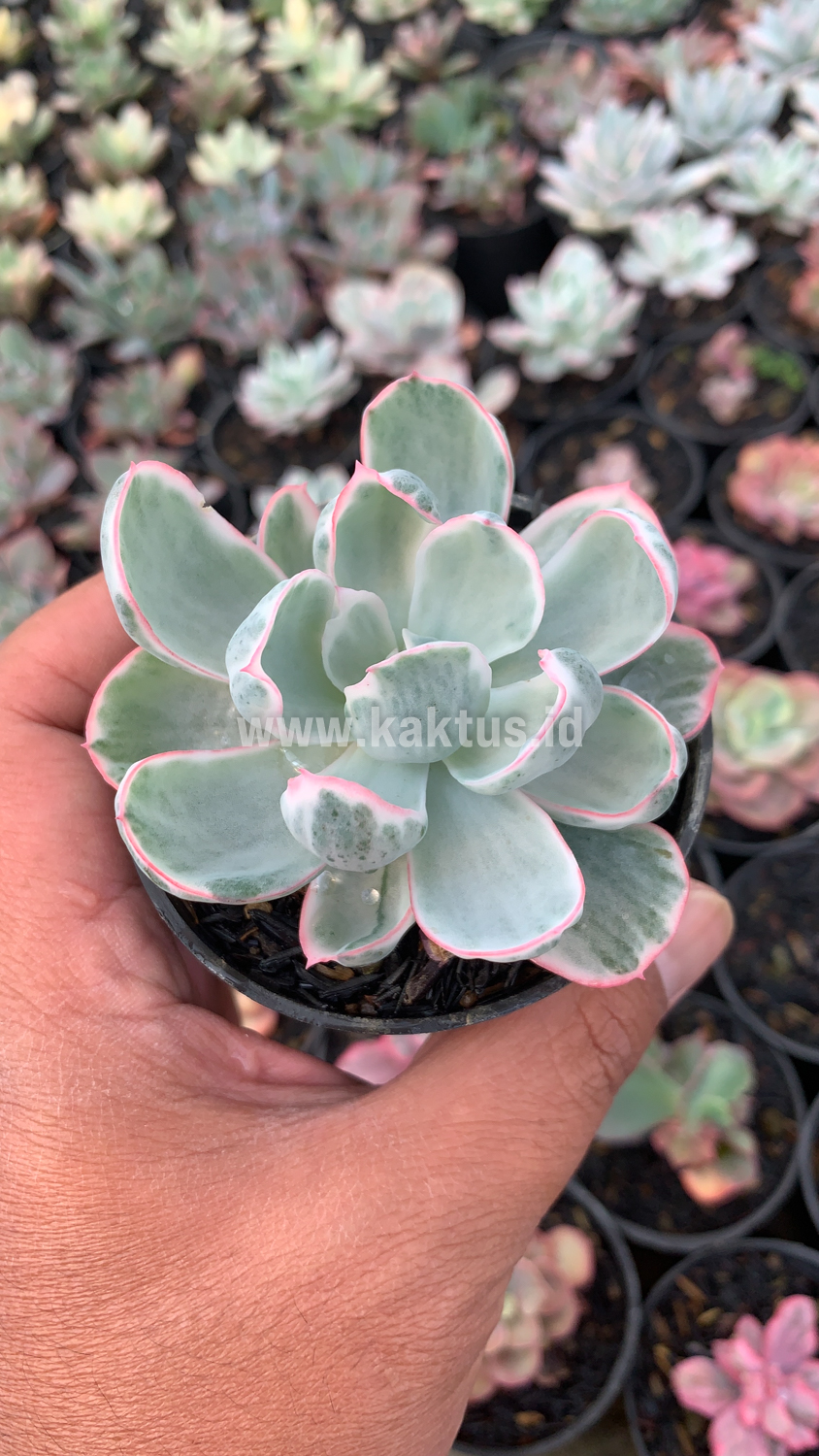 745. Echeveria Berkeley Light Variegated - Image 8