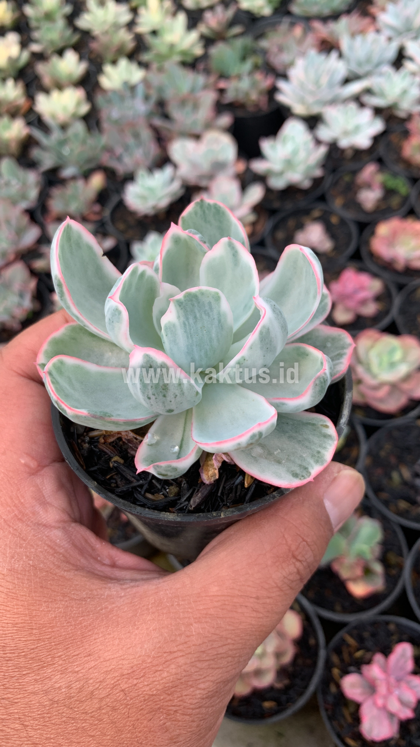 745. Echeveria Berkeley Light Variegated - Image 9