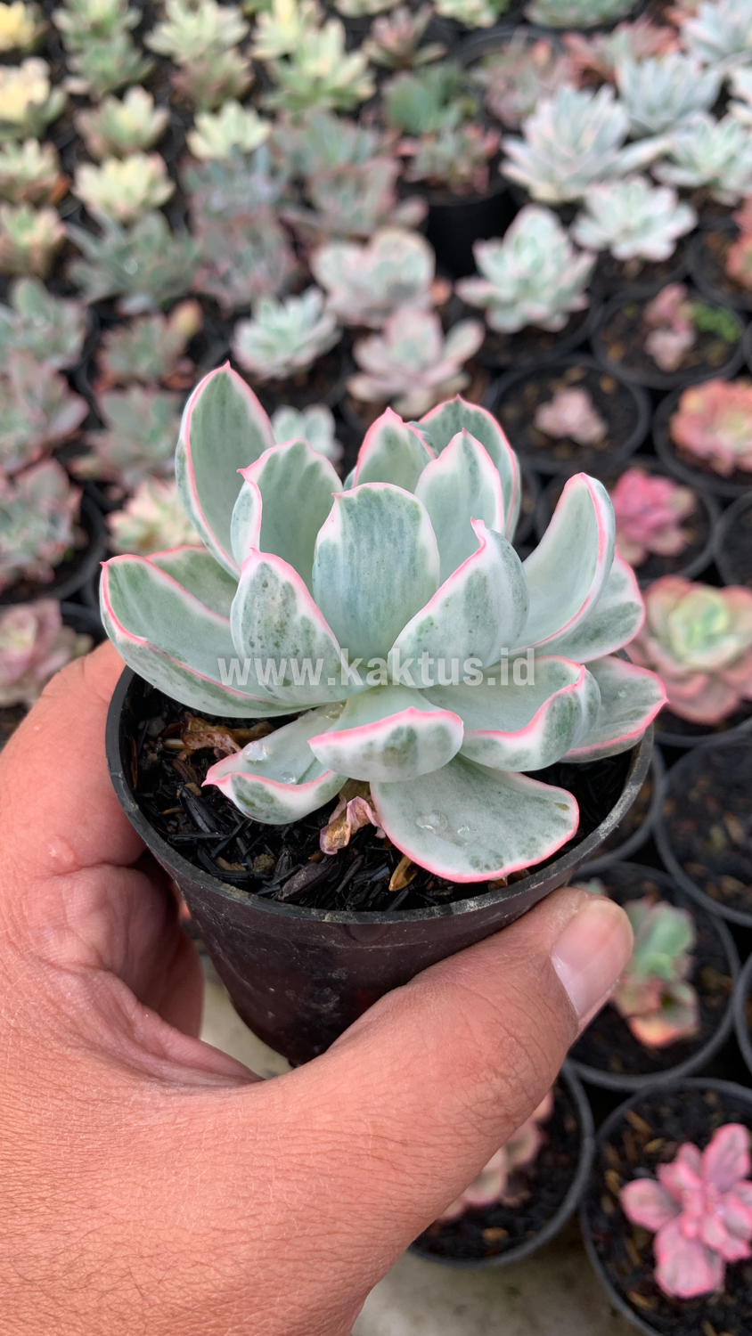 745. Echeveria Berkeley Light Variegated - Image 10