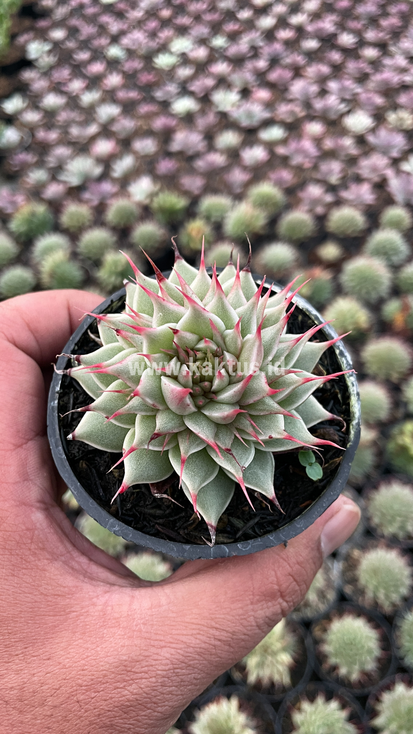746. Graptoveria 'Silver Star' - Image 24
