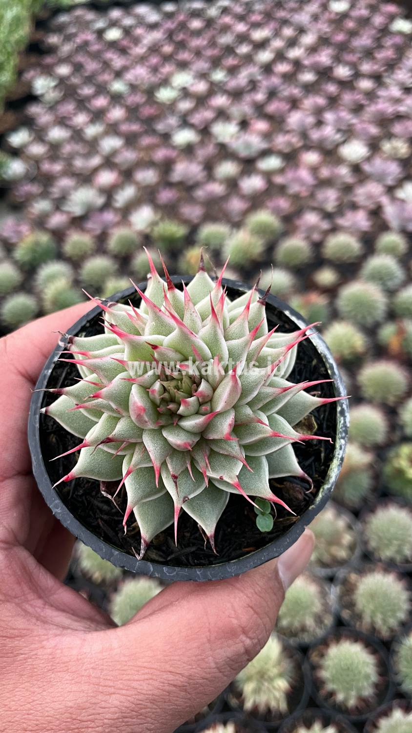 746. Graptoveria 'Silver Star' - Image 15