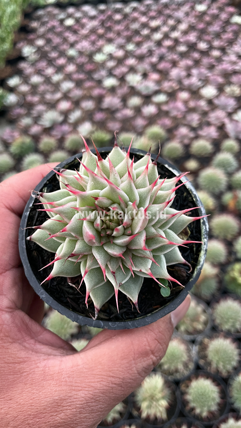746. Graptoveria 'Silver Star' - Image 14