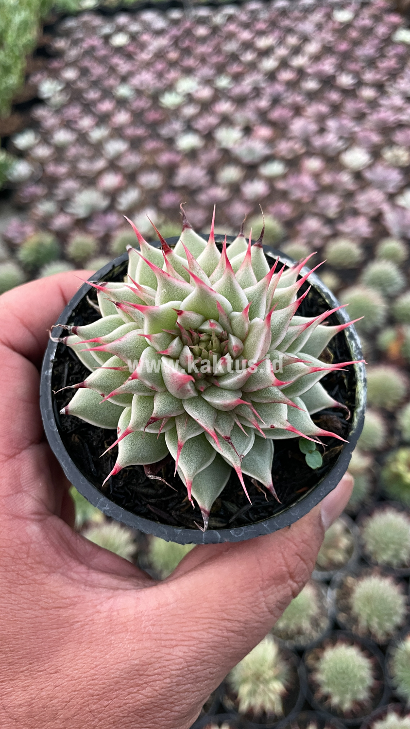 746. Graptoveria 'Silver Star' - Image 13