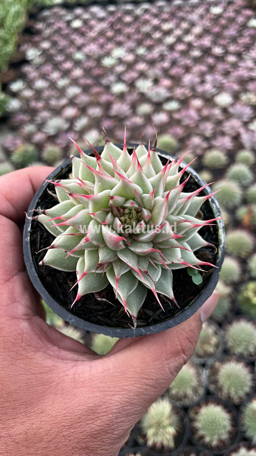 746. Graptoveria 'Silver Star' - Image 12