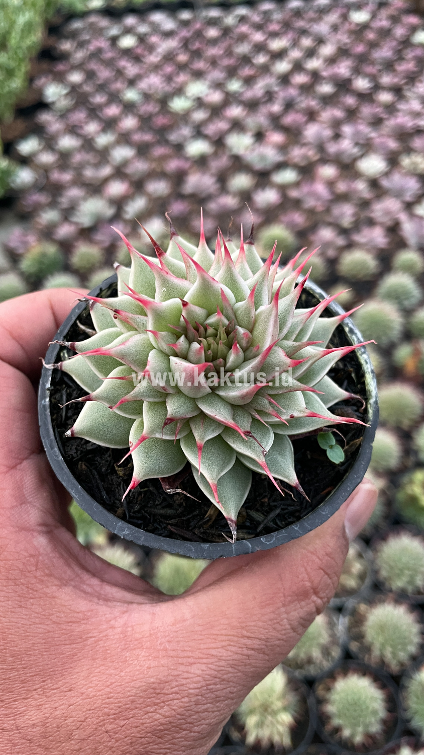 746. Graptoveria 'Silver Star' - Image 11