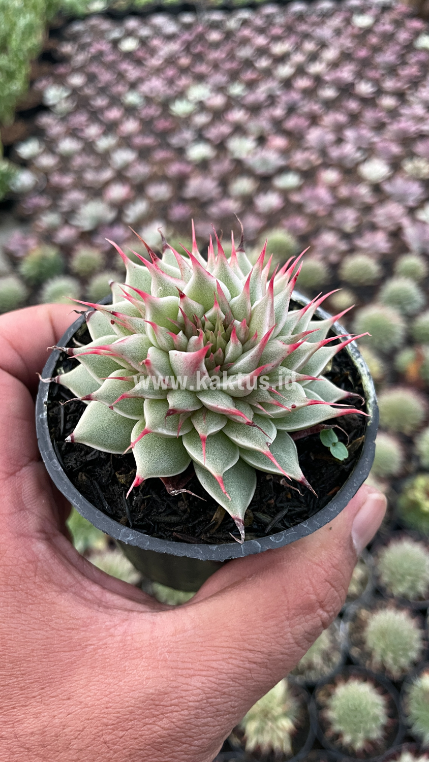 746. Graptoveria 'Silver Star' - Image 10