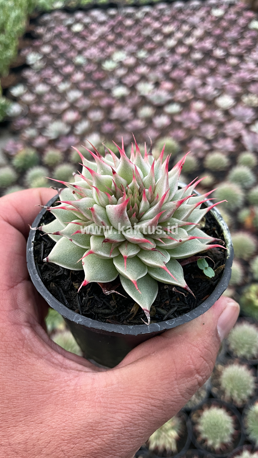 746. Graptoveria 'Silver Star' - Image 9