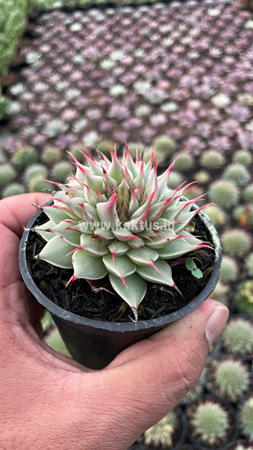 746. Graptoveria 'Silver Star' - Image 8
