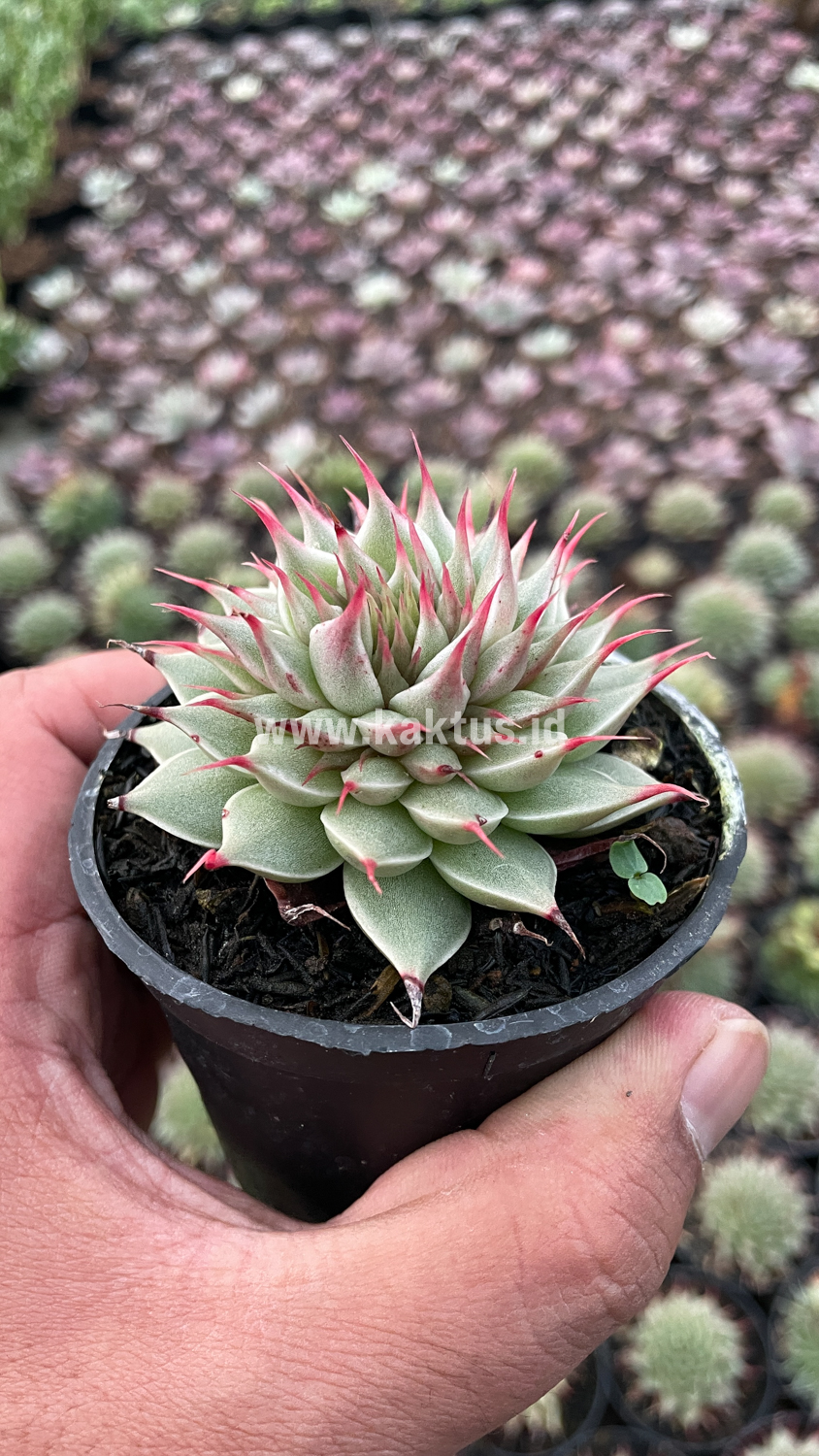 746. Graptoveria 'Silver Star' - Image 7