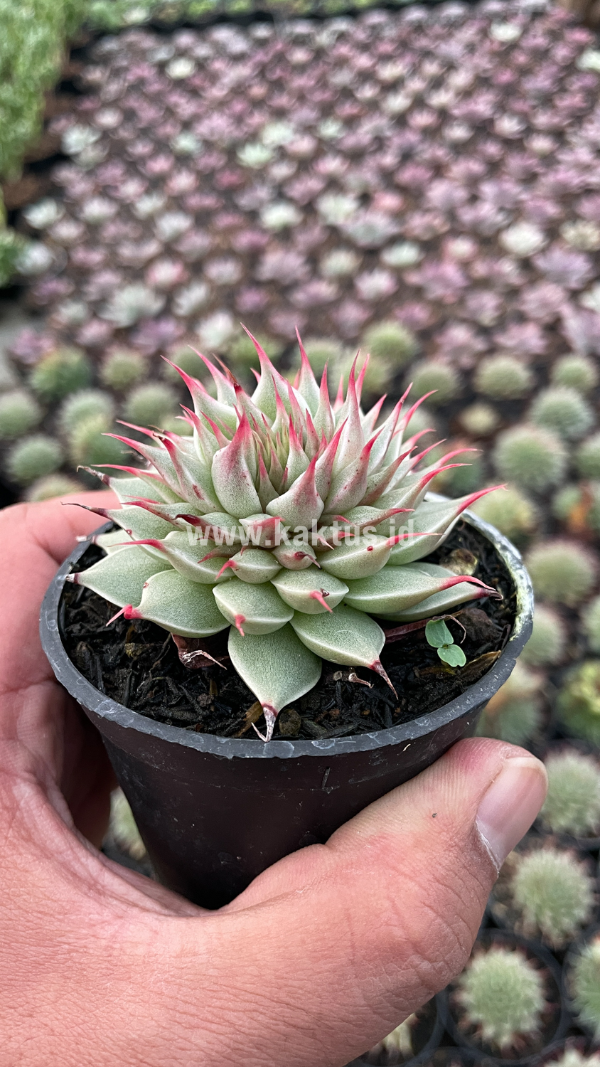 746. Graptoveria 'Silver Star' - Image 6