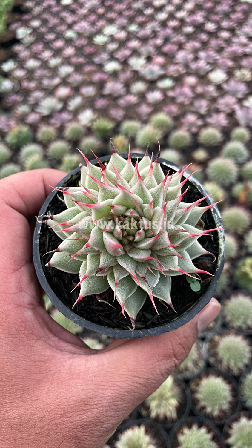 746. Graptoveria 'Silver Star' - Image 23