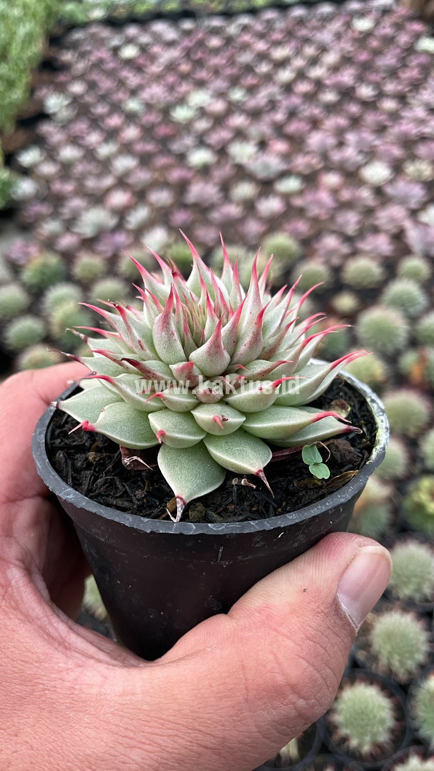 746. Graptoveria 'Silver Star' - Image 5