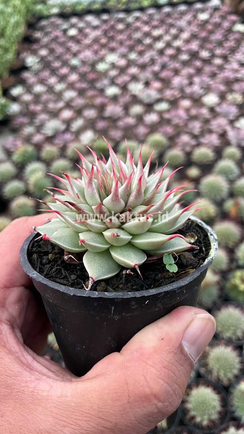 746. Graptoveria 'Silver Star' - Image 4