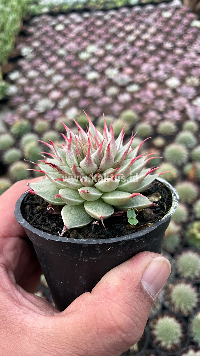746. Graptoveria 'Silver Star' - Image 3