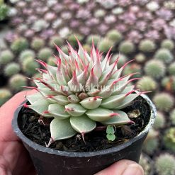 Alternative view of 746. Graptoveria 'Silver Star'