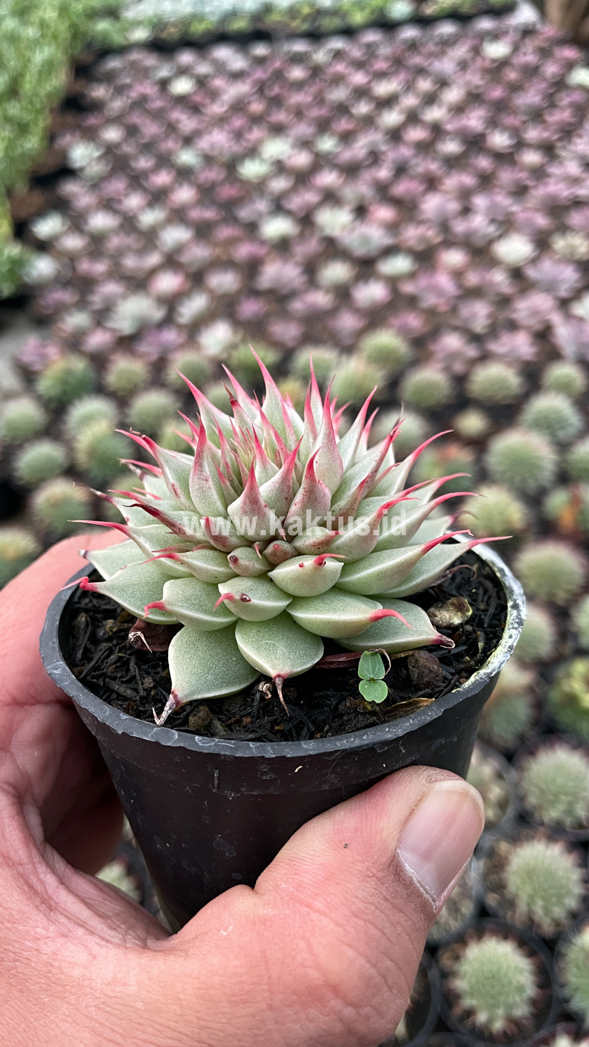 746. Graptoveria 'Silver Star' - Image 2