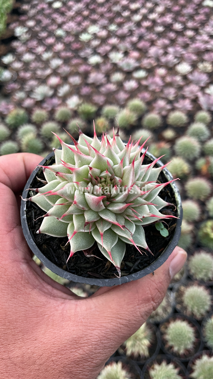 746. Graptoveria 'Silver Star' - Image 22