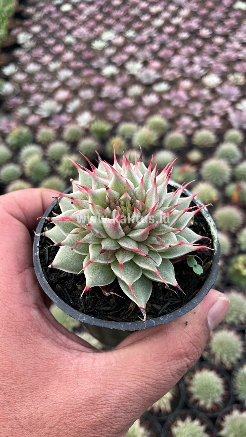 746. Graptoveria 'Silver Star' - Image 21