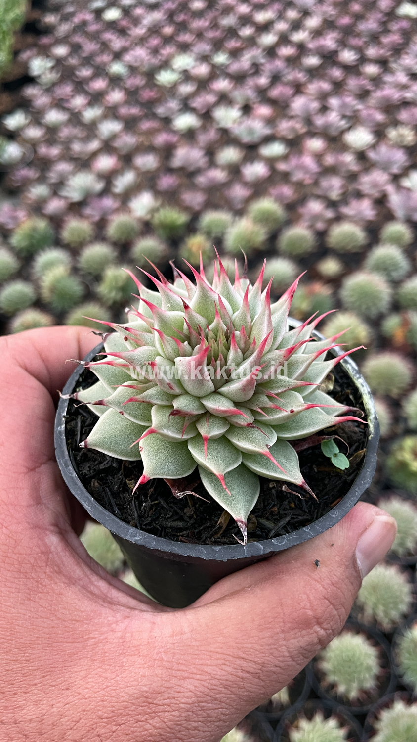746. Graptoveria 'Silver Star' - Image 20