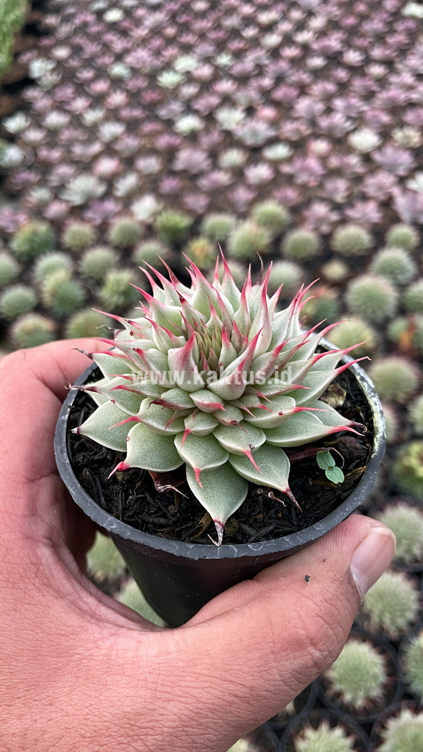 746. Graptoveria 'Silver Star' - Image 19