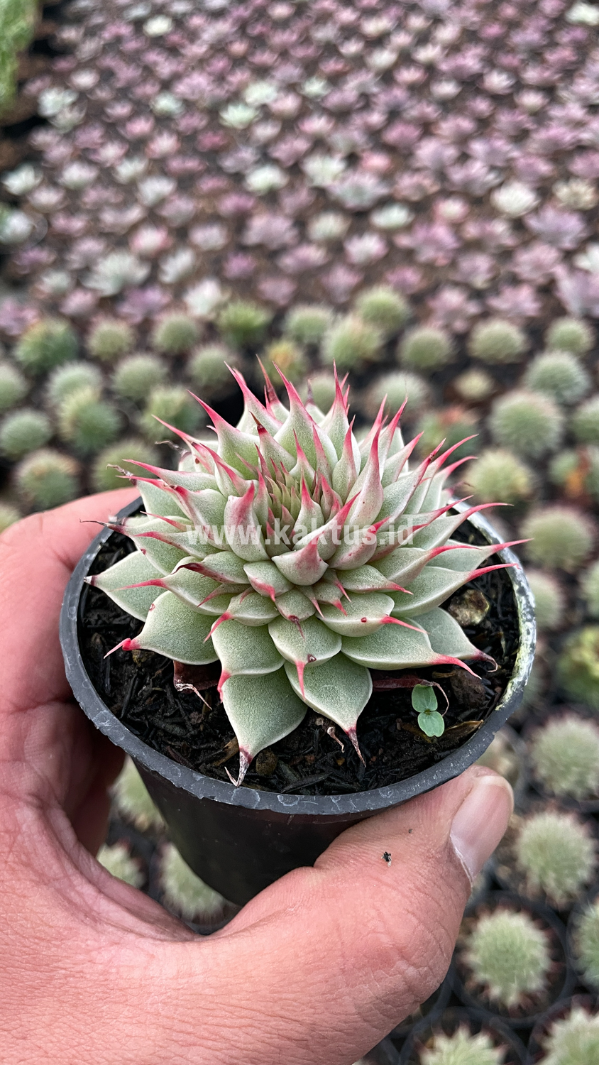746. Graptoveria 'Silver Star' - Image 18