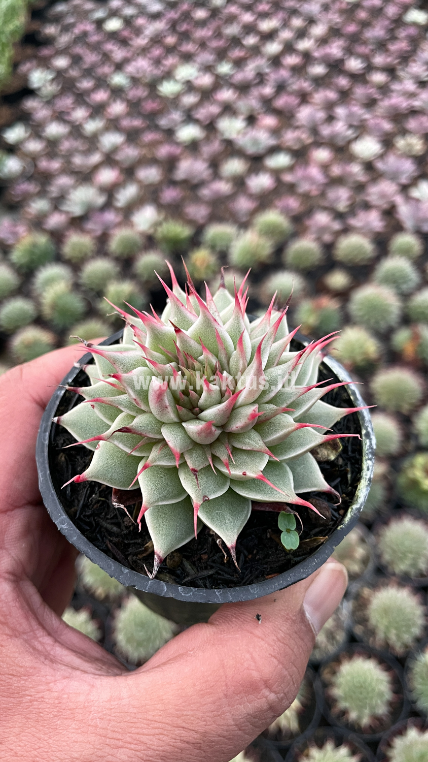 746. Graptoveria 'Silver Star' - Image 17