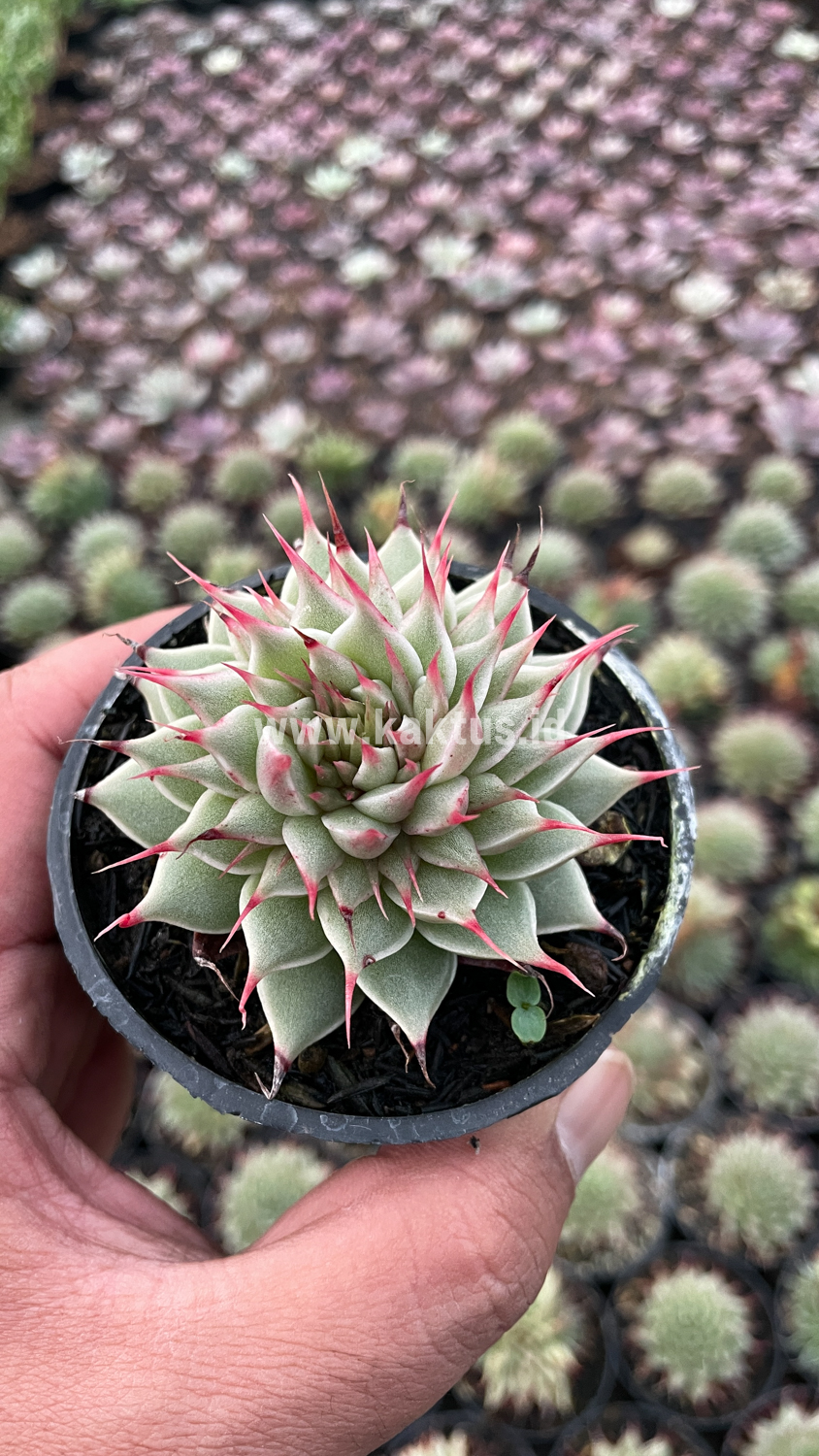 746. Graptoveria 'Silver Star' - Image 16