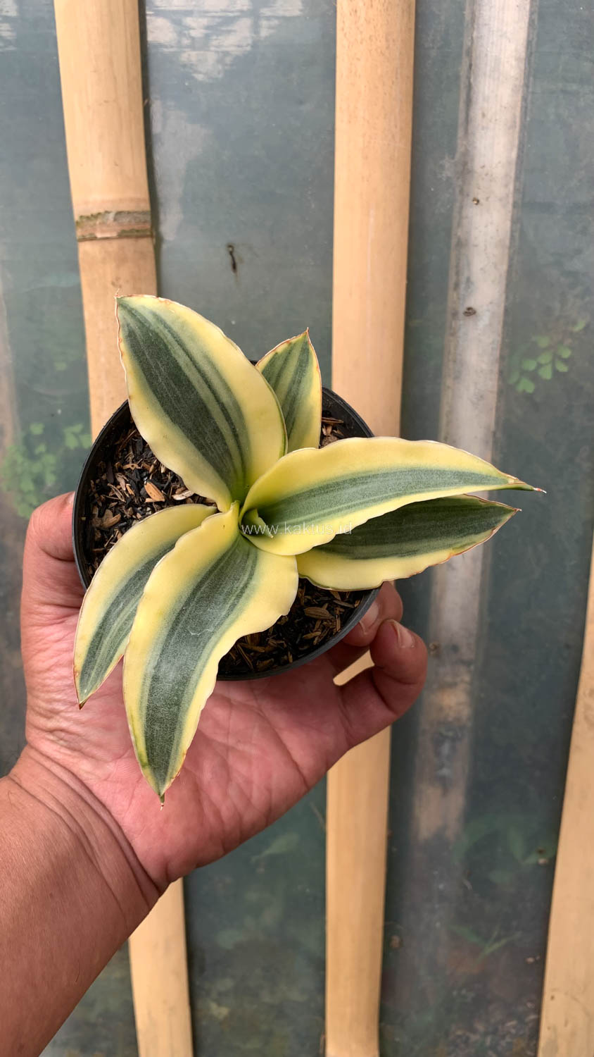 747. Sansevieria Katana Variegated - Image 14