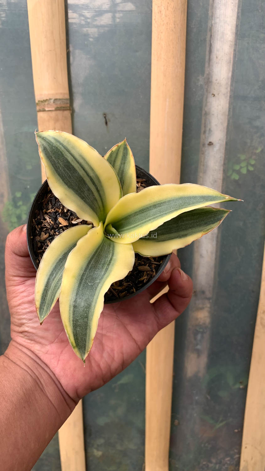 747. Sansevieria Katana Variegated - Image 15