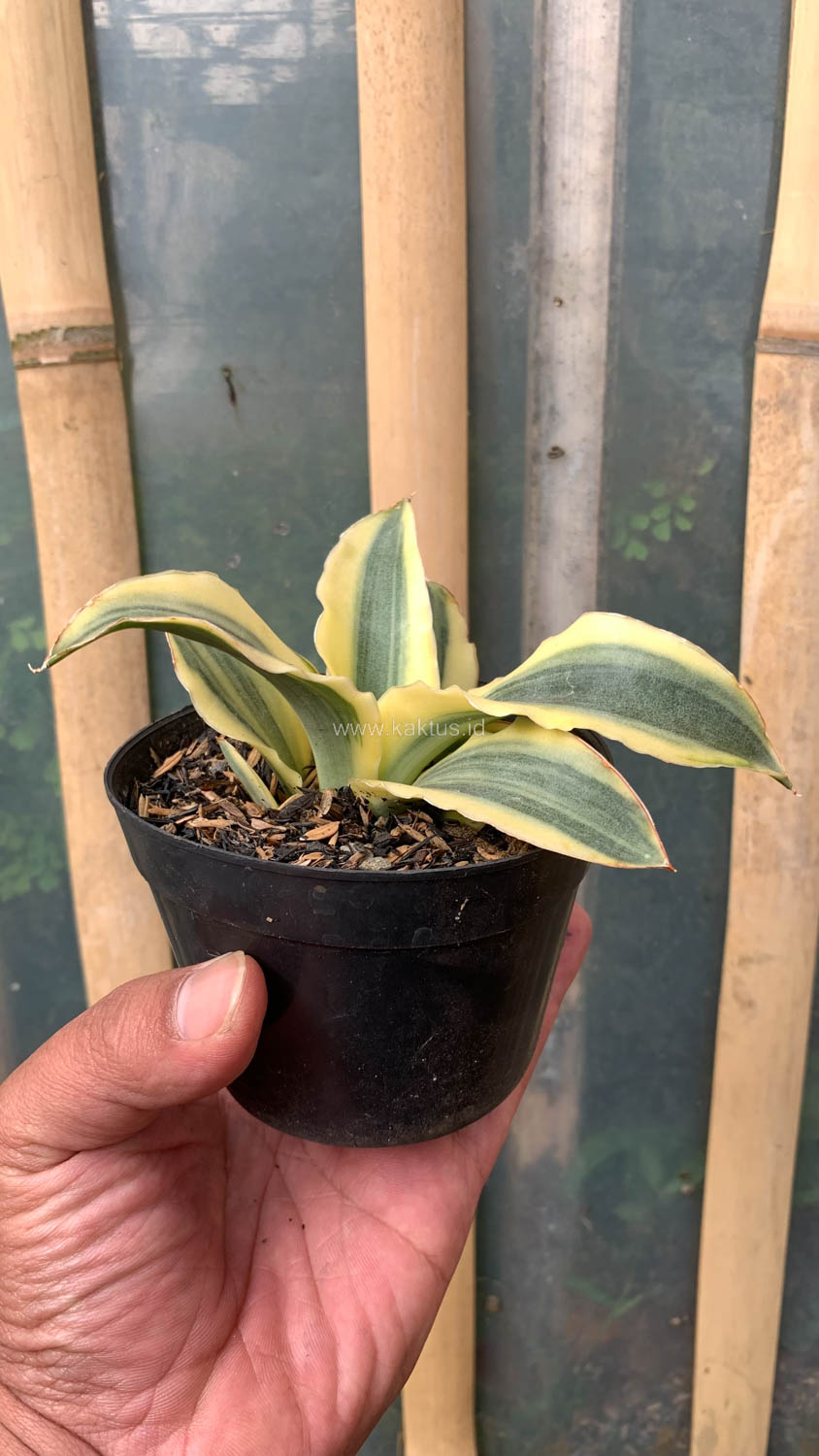 747. Sansevieria Katana Variegated - Image 16
