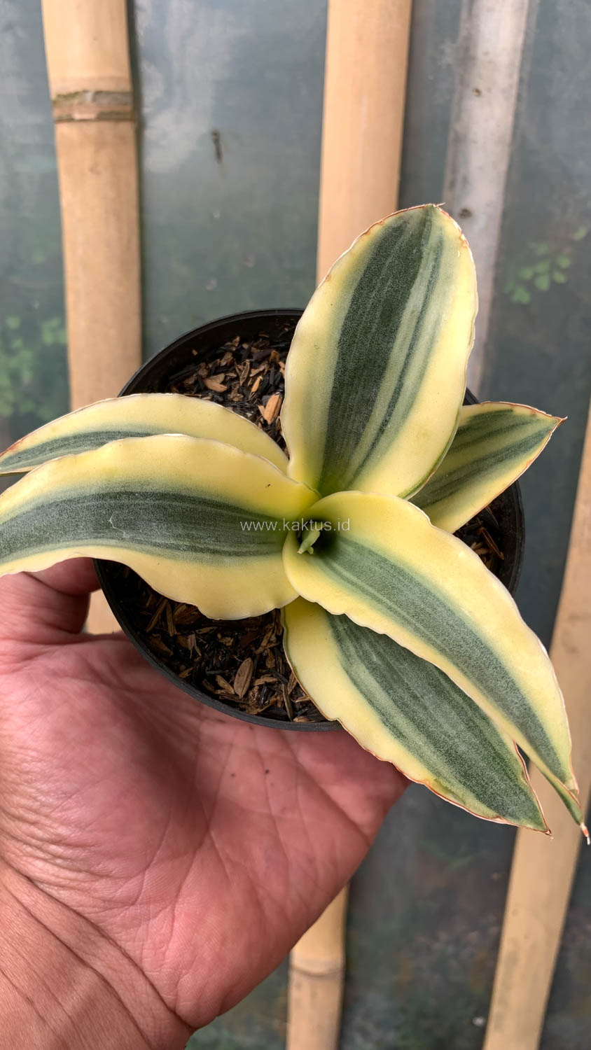 747. Sansevieria Katana Variegated - Image 17
