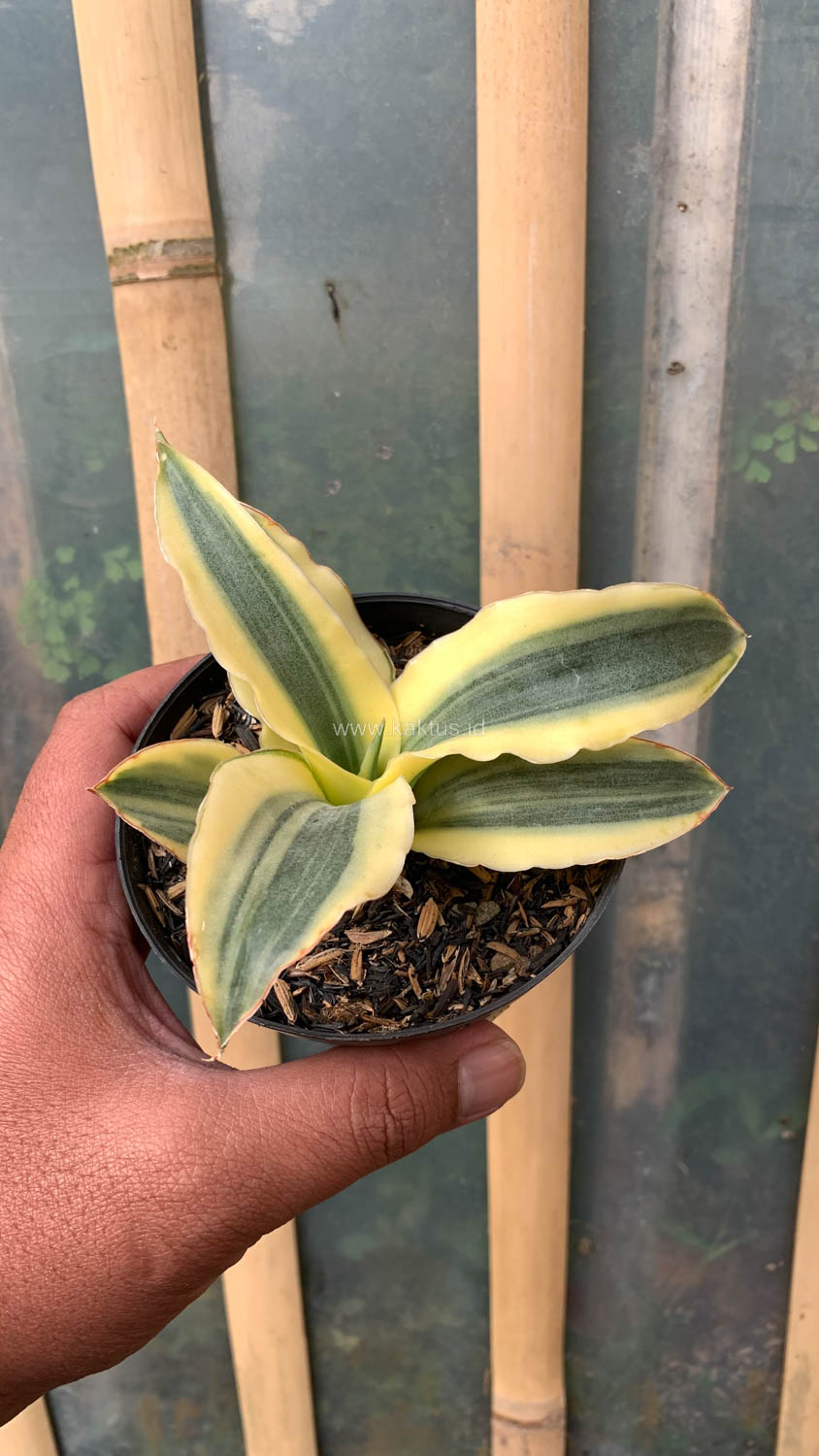 747. Sansevieria Katana Variegated - Image 3