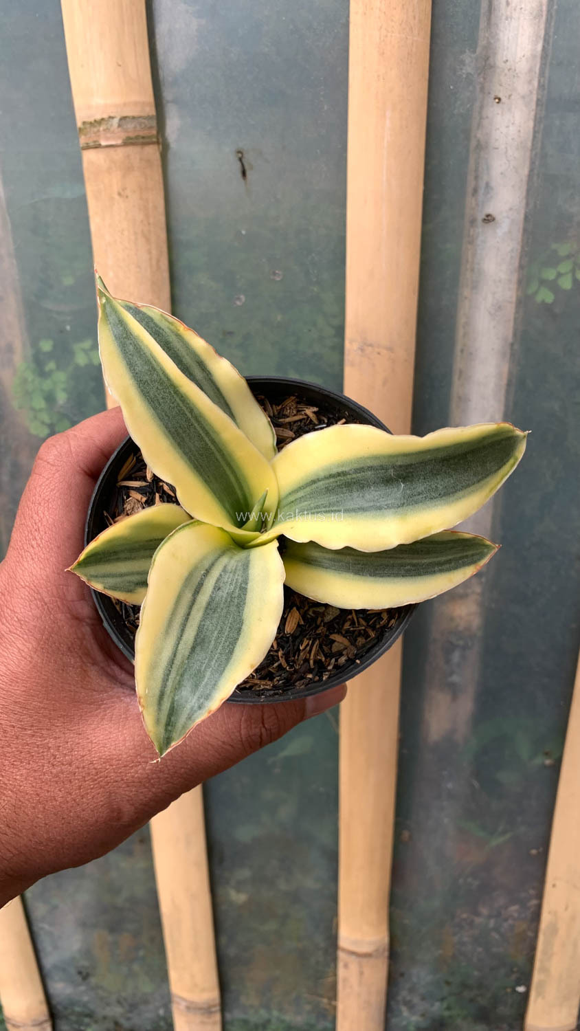 747. Sansevieria Katana Variegated - Image 5
