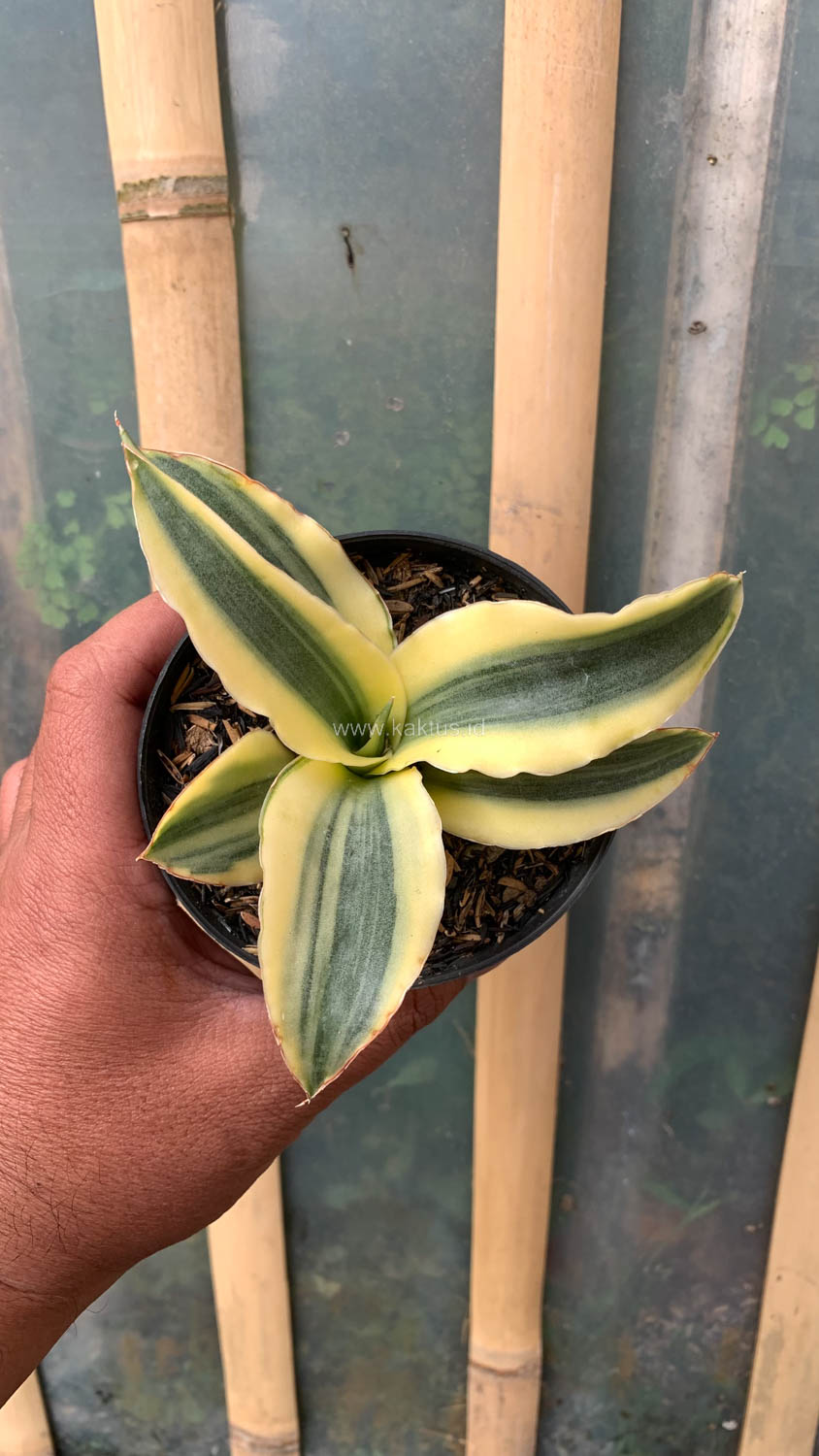 747. Sansevieria Katana Variegated - Image 7