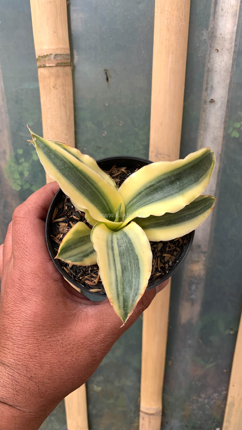 747. Sansevieria Katana Variegated - Image 9